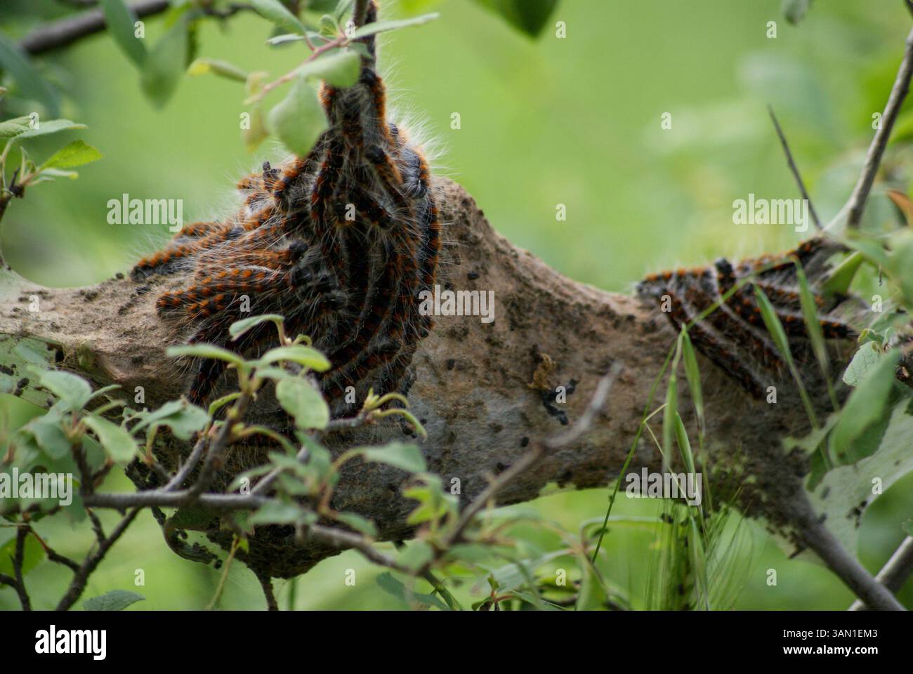 Closeup of caterpillars on forest branch Stock Photo - Alamy