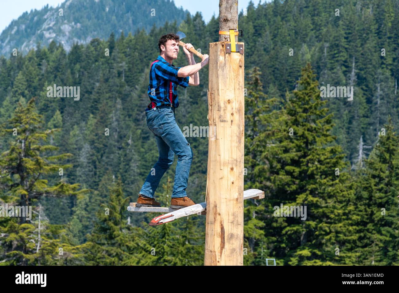 A lumberjack, dressed in a blue plaid shirt and red suspenders, competes in a lumberjack competition. Standing on a narrow platform using an axe. Stock Photo