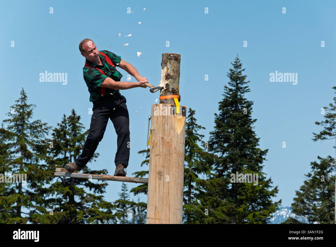 A lumberjack in a green plaid shirt and red suspenders powerfully swings an axe into a log during a wood chopping competition. Stock Photo