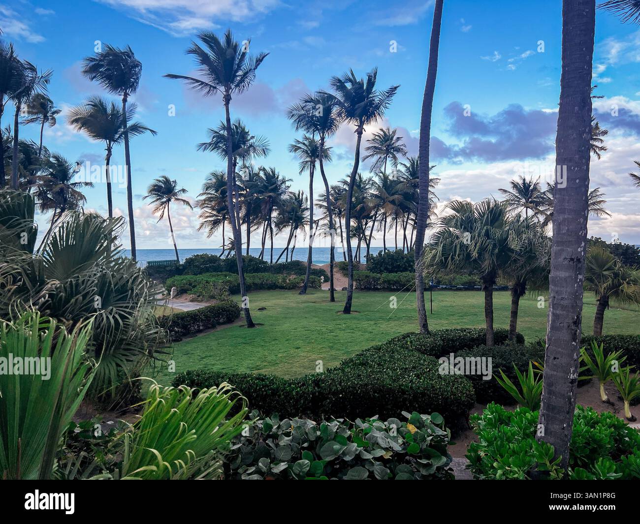 A tranquil view through swaying palm trees captures the lush greenery and distant ocean just as the daylight begins to fade. - Smartphone Captured Stock Image