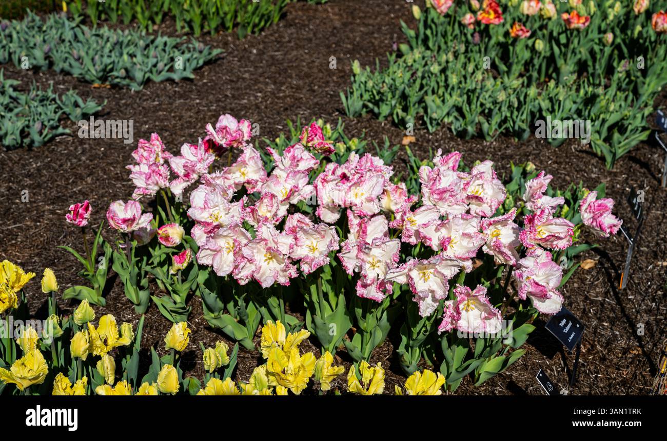 Tulips with cream and pink Tulipa 'Cabanna parrot' growing in the Cottage Garden trials ground, RHS Garden Wisley, Surrey, southeast England in spring Stock Photo