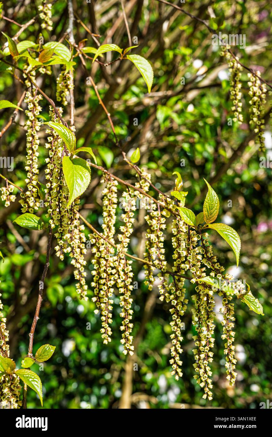 Stiffly pendent racemes of small bell-shaped pale yellow flowers of Stachyurus chinensis 'Celina', growing in RHS Garden Wisley, Surrey, in spring Stock Photo