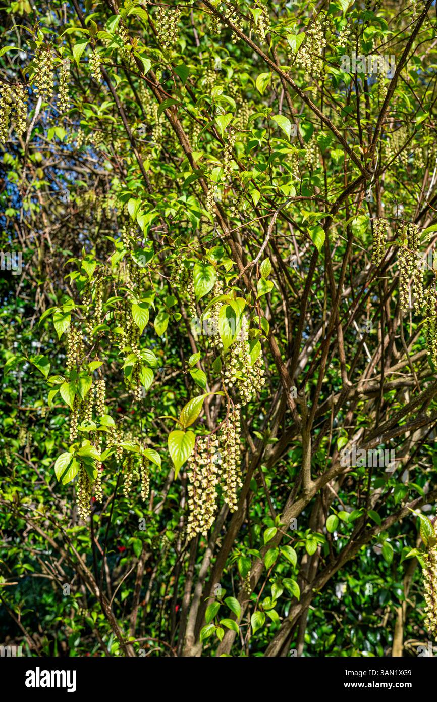 Stiffly pendent racemes of small bell-shaped pale yellow flowers of Stachyurus chinensis 'Celina', growing in RHS Garden Wisley, Surrey, in spring Stock Photo