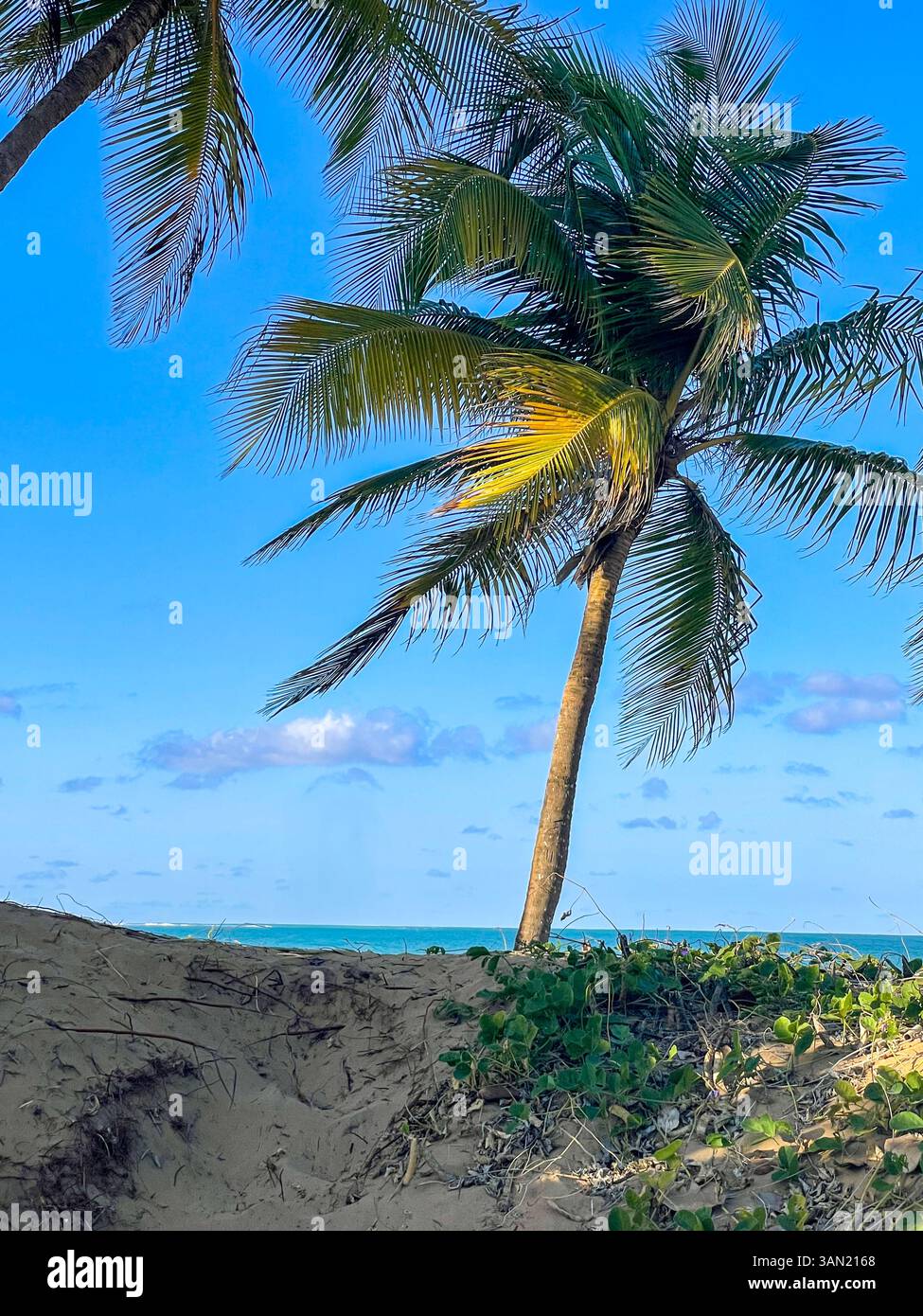 A breezy coastal view with towering palm trees and soft sand dunes framed by clear blue skies and the endless ocean beyond. - Smartphone Captured Stock Image