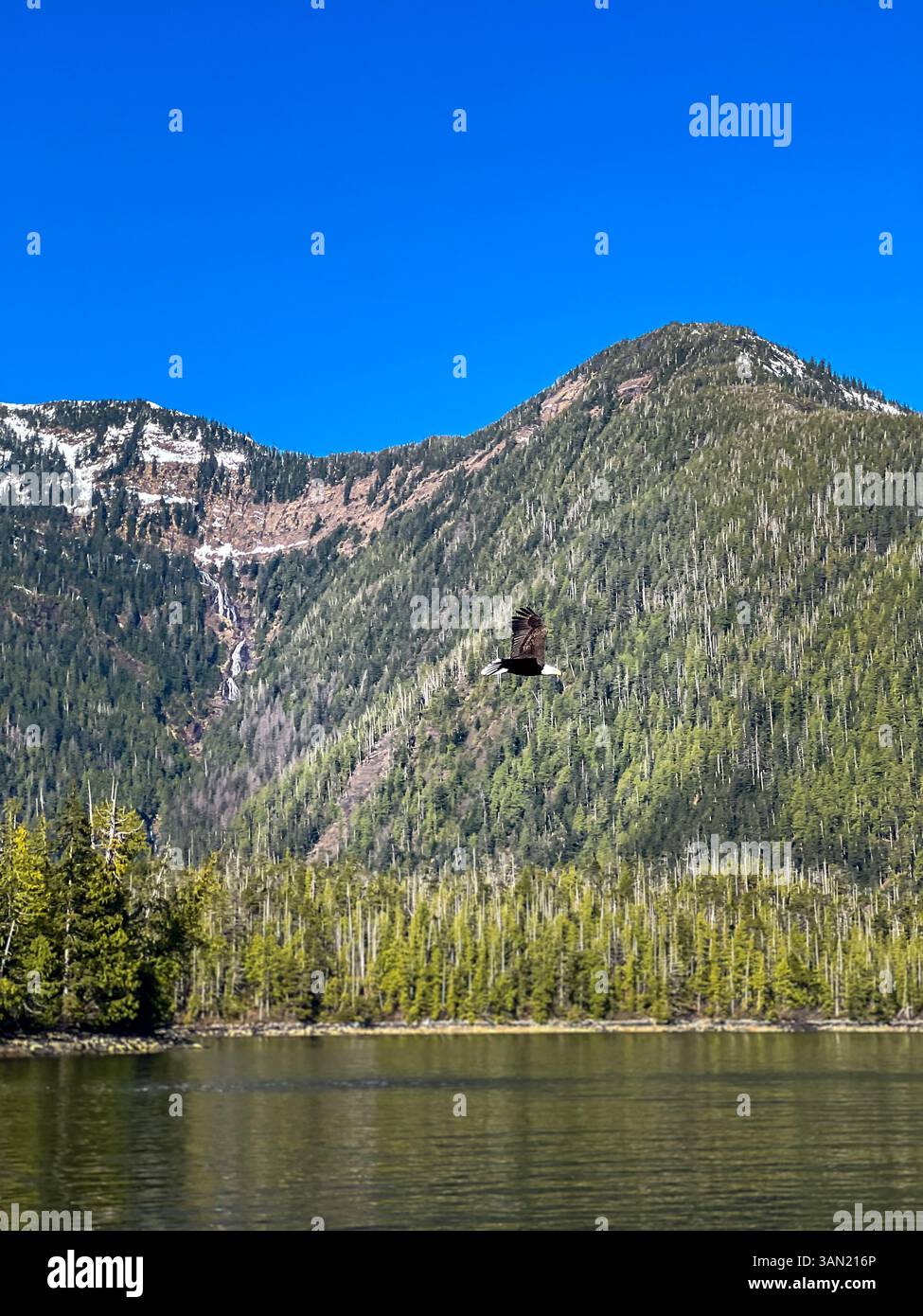 A bald eagle glides effortlessly over a pristine mountain lake, with towering peaks and a distant waterfall creating a stunning natural backdrop. A pe - Smartphone Captured Stock Image