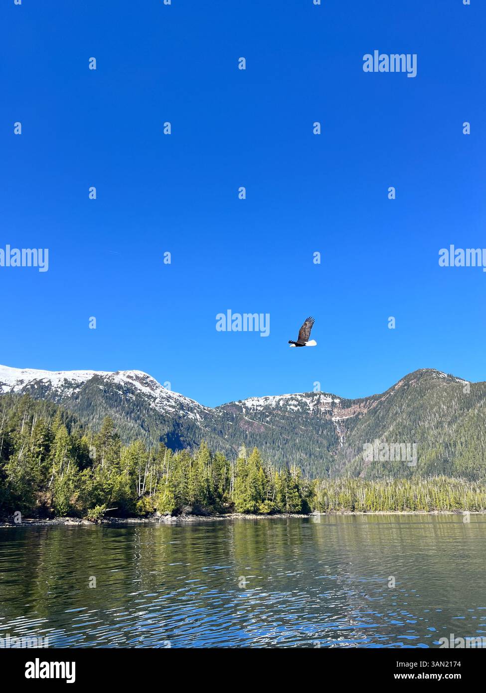 A bald eagle soars gracefully above the snow-capped mountains, embodying the spirit of freedom and the wild. A breathtaking moment in nature. - Smartphone Captured Stock Image