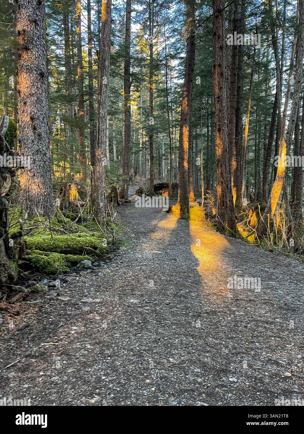 A peaceful forest trail winds through towering trees, illuminated by the golden glow of the setting sun. A perfect escape into nature. - Smartphone Captured Stock Image