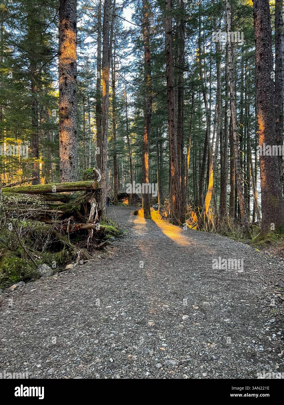 A peaceful forest trail winds through towering trees, illuminated by the golden glow of the setting sun. A perfect escape into nature. - Smartphone Captured Stock Image