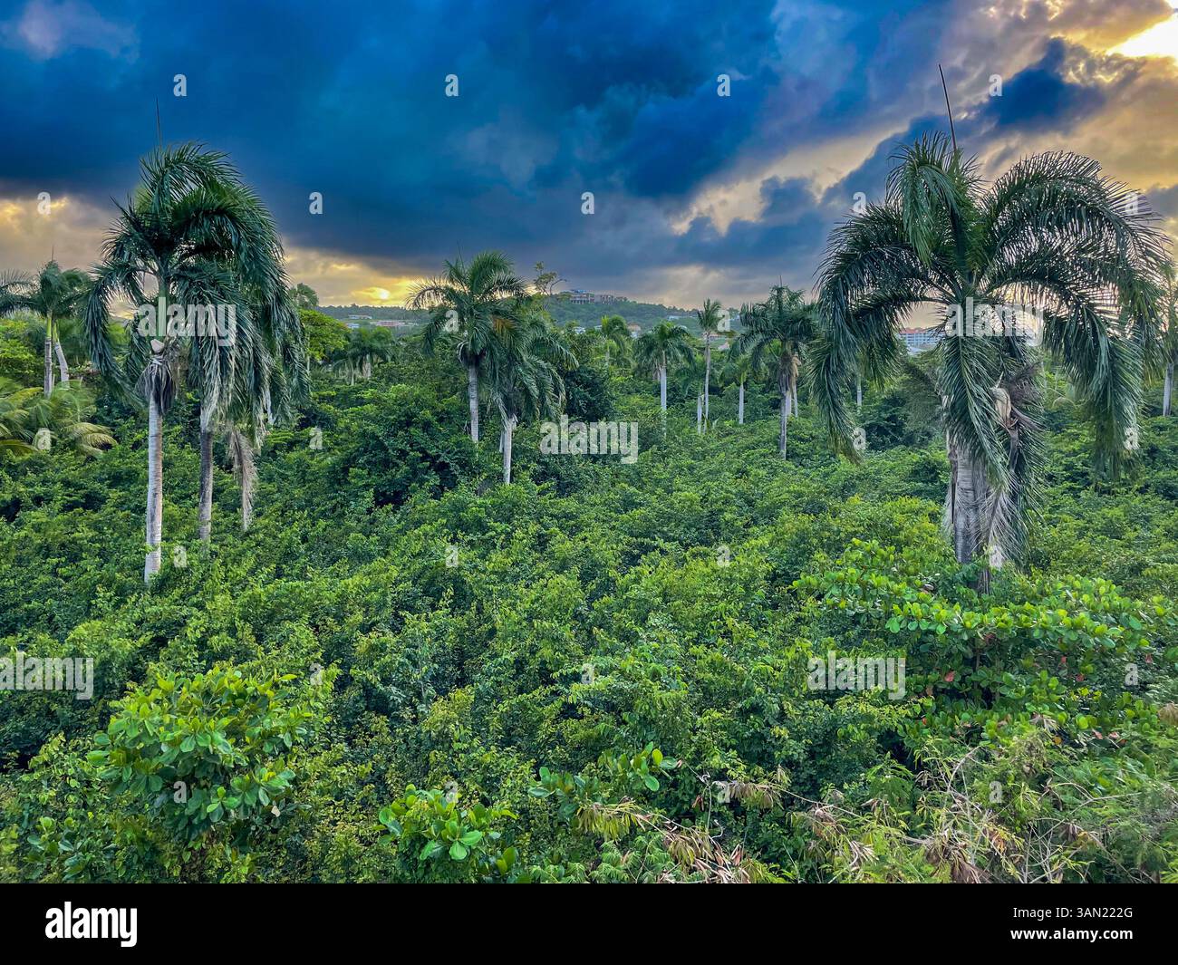 A dense tropical palm forest bathed in the golden light of sunset, with towering palms swaying beneath a dramatic cloudy sky. A serene and lush paradi - Smartphone Captured Stock Image