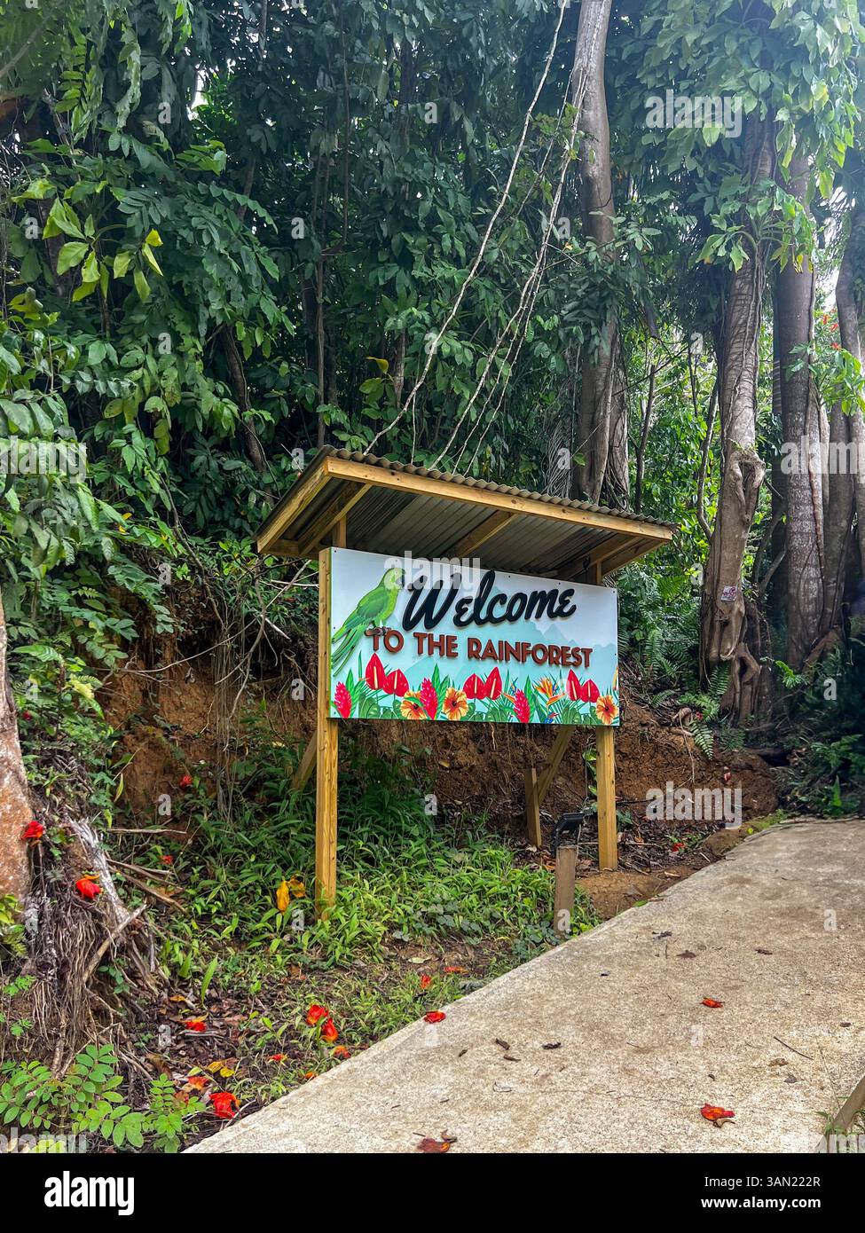 A warm welcome to the lush rainforest, inviting visitors to explore its vibrant flora, towering trees, and serene pathways. A perfect gateway to a nat - Smartphone Captured Stock Image