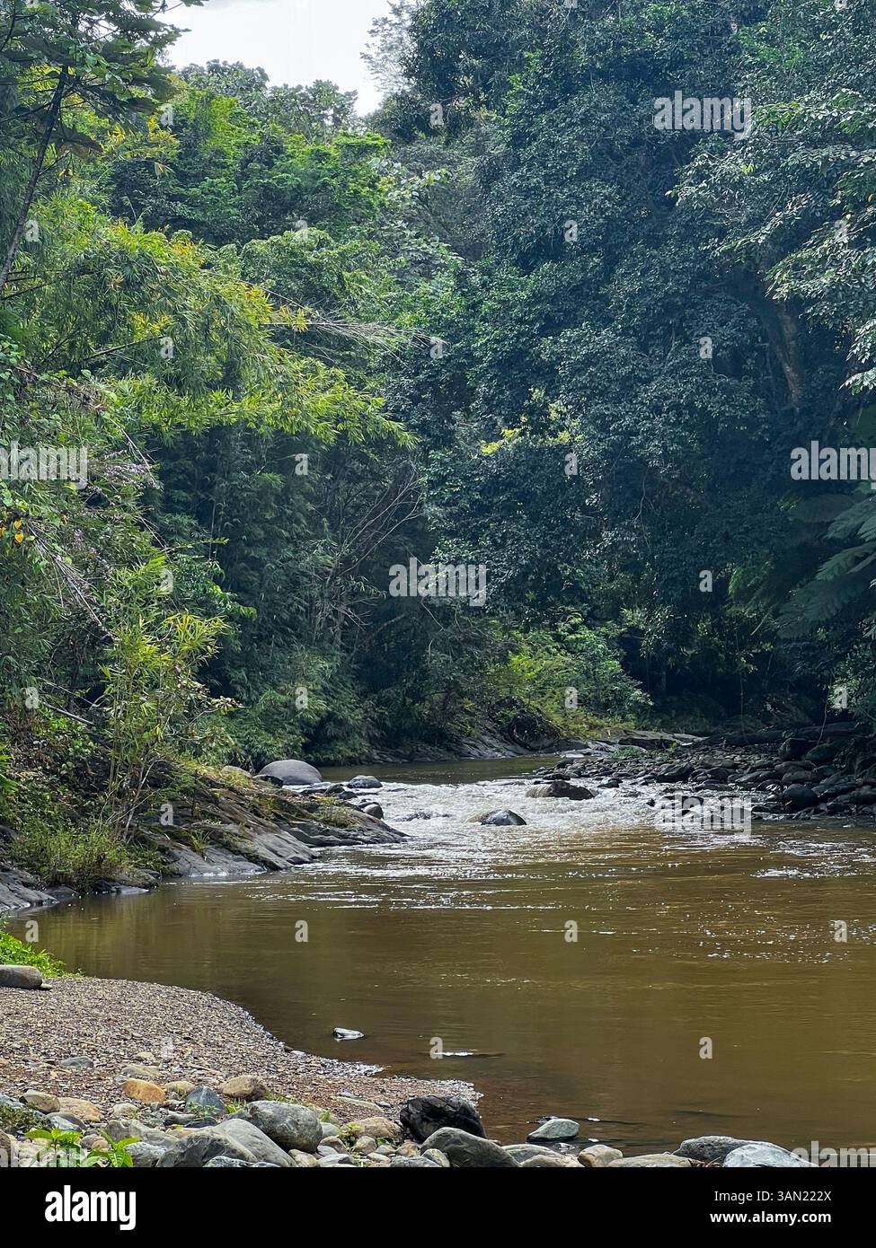 A peaceful river winds its way through a dense tropical rainforest, surrounded by vibrant greenery and smooth river stones. A perfect escape into natu - Smartphone Captured Stock Image