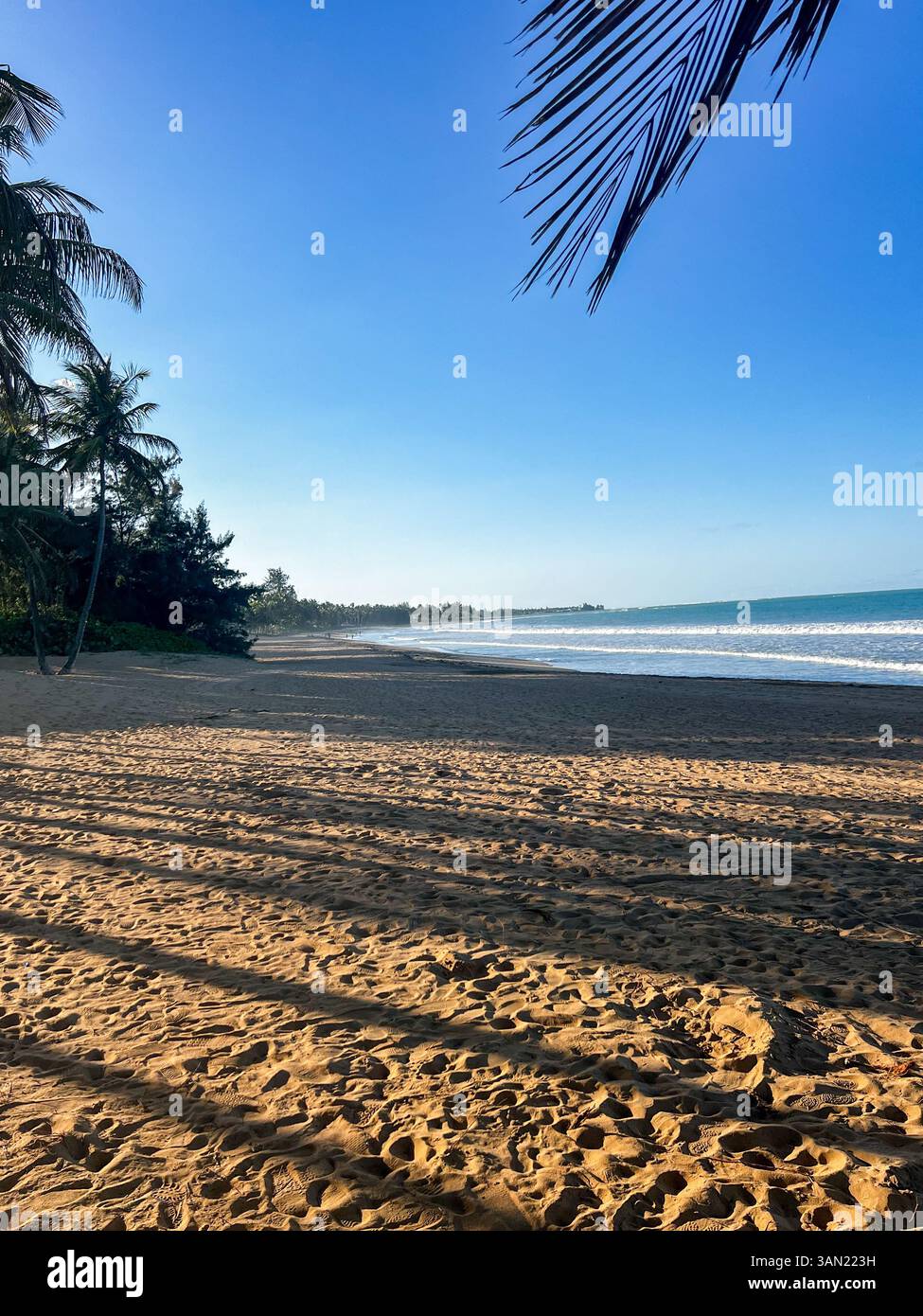 The warm golden sand stretches along the shoreline, with palm tree shadows adding depth to the serene beach as the waves gently roll in under a clear - Smartphone Captured Stock Image
