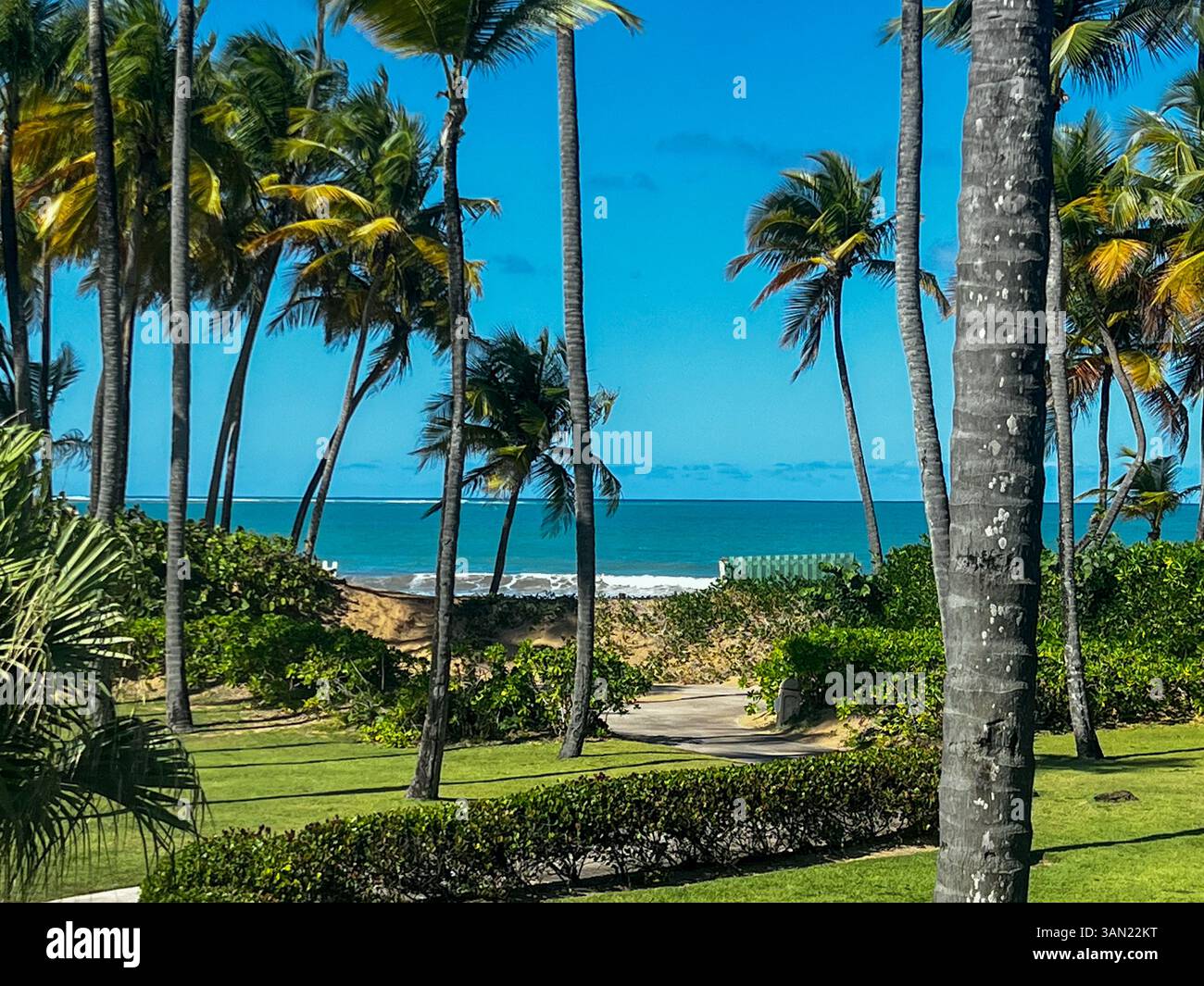 A breathtaking tropical paradise where lush palm trees sway gently in the ocean breeze. The turquoise waters meet golden sands, creating a perfect bea - Smartphone Captured Stock Image