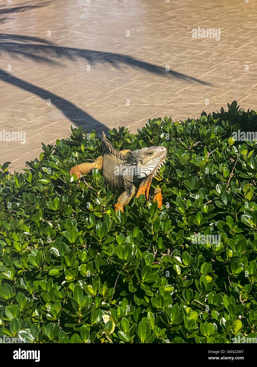 A striking iguana enjoys the warm sun while lounging on lush green bushes at a tropical resort. A perfect blend of wildlife and vacation vibes. - Smartphone Captured Stock Image