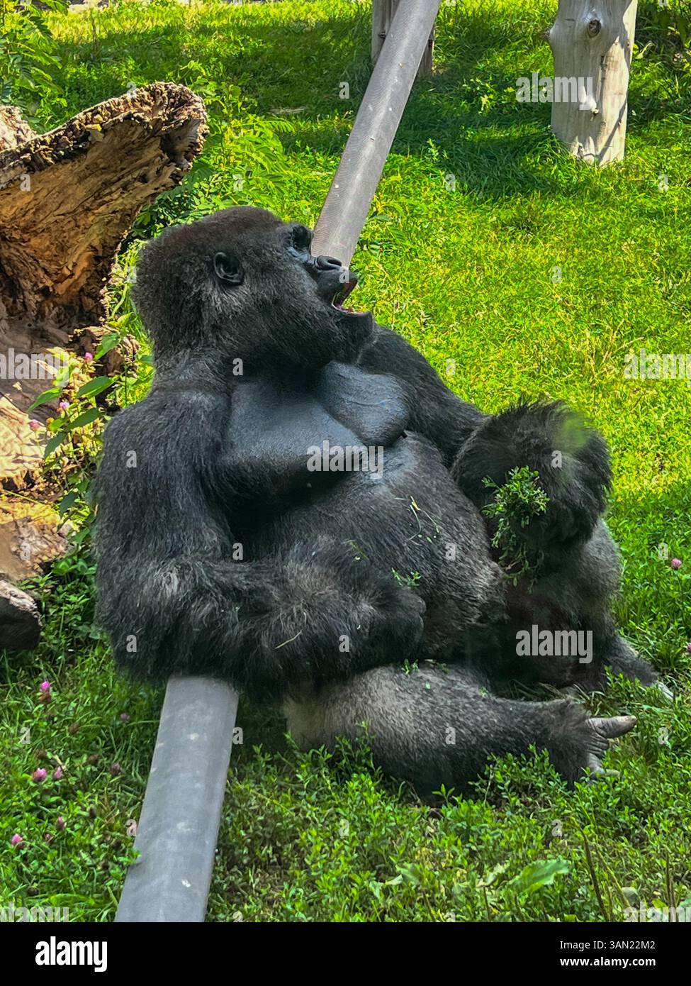 A gorilla enjoys a laid-back moment, lounging in the grass on a warm day. With its expressive face and relaxed posture, this powerful primate embodies - Smartphone Captured Stock Image