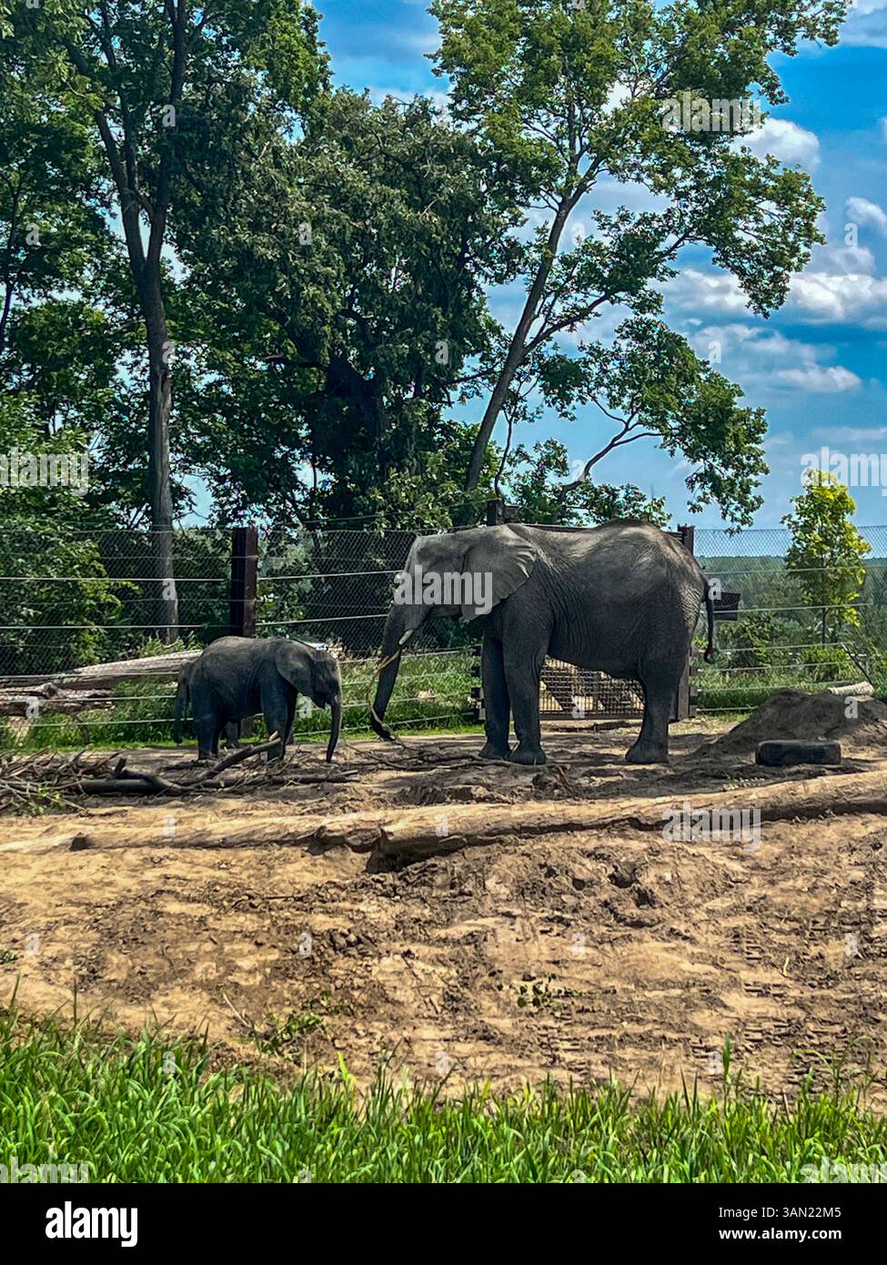 A mother elephant and her calf enjoy a peaceful day in their habitat. The young elephant stays close, learning and exploring under the watchful eye of - Smartphone Captured Stock Image
