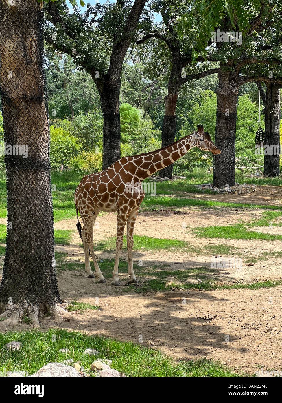 A beautiful reticulated giraffe enjoys a sunny day, gracefully wandering through its habitat. With its striking coat pattern and towering height, this - Smartphone Captured Stock Image
