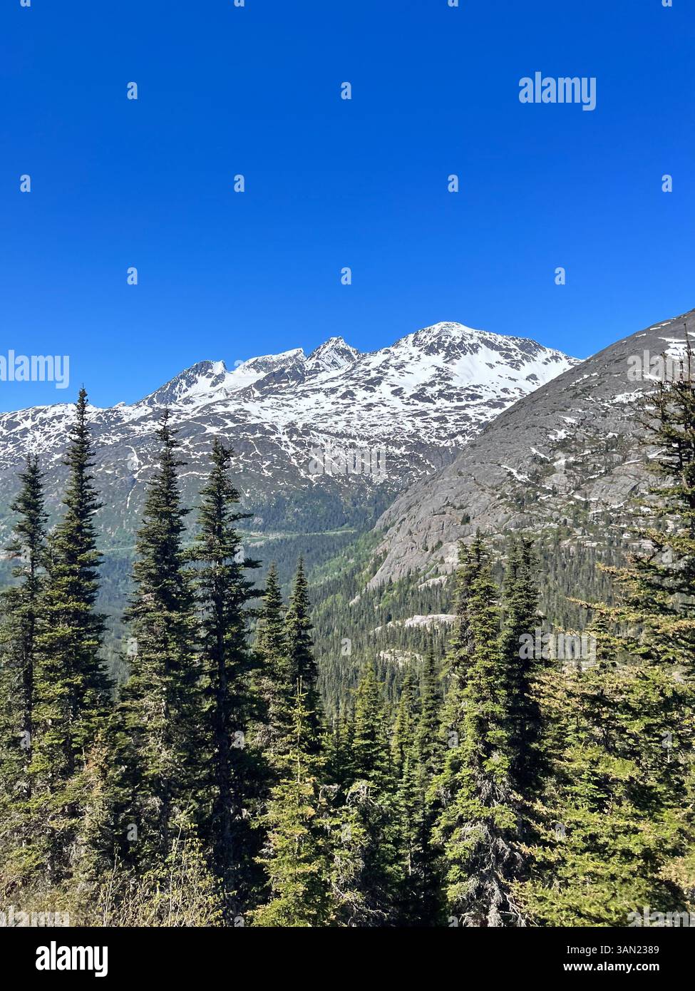 A stunning view of Alaska’s rugged wilderness, featuring towering evergreen trees, rocky slopes, and snow-capped mountains under a clear blue sky. Thi - Smartphone Captured Stock Image