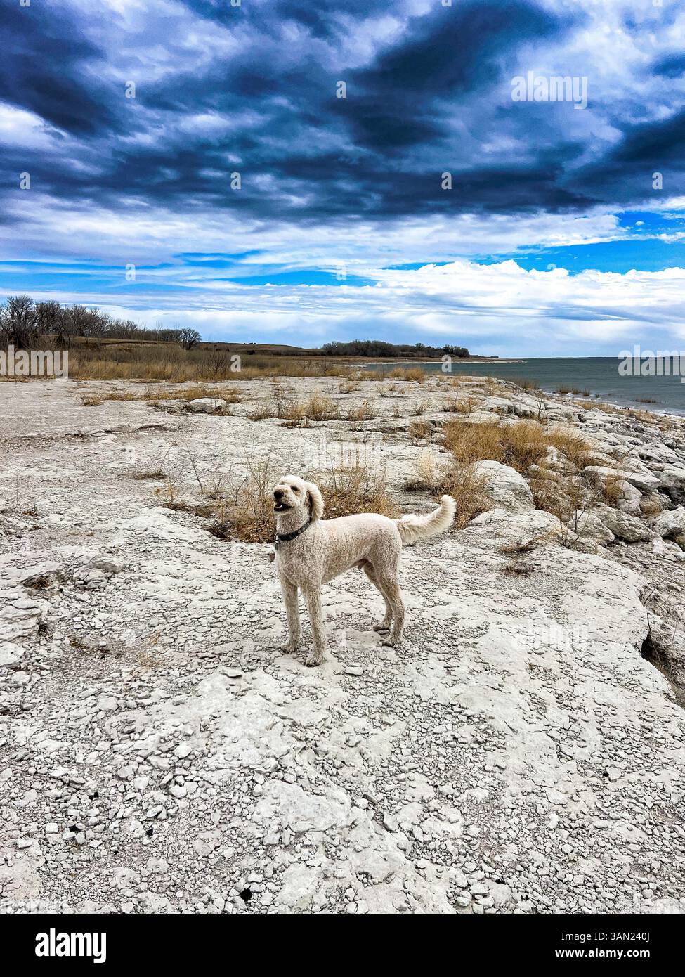 A curious poodle enjoys a breezy day by the lake, standing proudly on the rugged shoreline as storm clouds gather above. Stock Photo