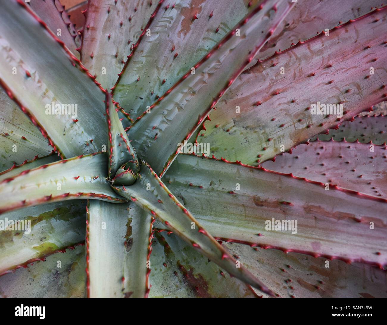 nature inspired aloe texture with tropical color palette Stock Photo ...
