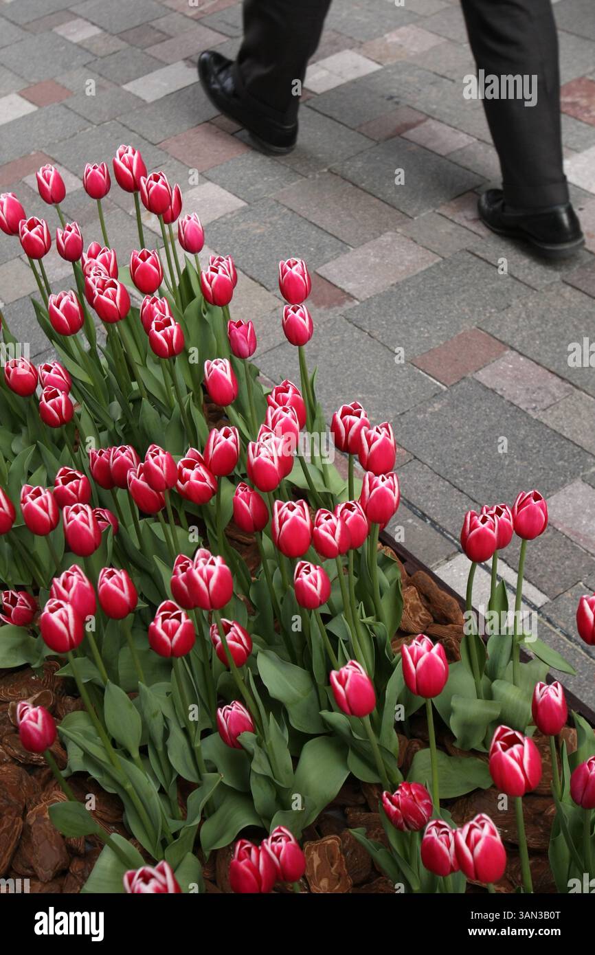 Large flagrant flowers hi-res stock photography and images - Alamy, image size:866x1390