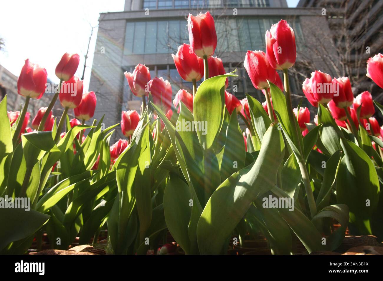Large flagrant flowers hi-res stock photography and images - Alamy, image size:1300x956