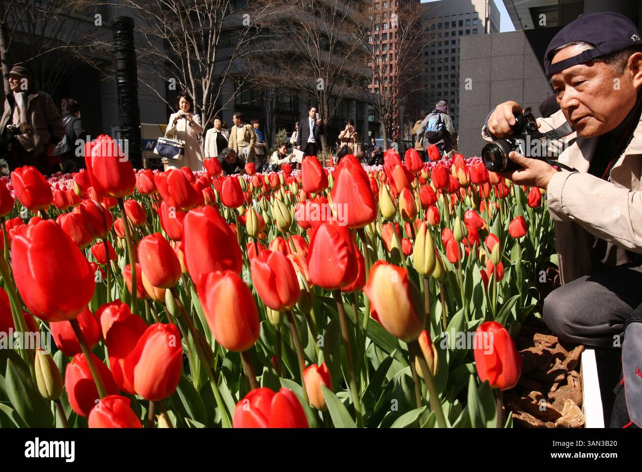 Large flagrant flowers hi-res stock photography and images - Alamy, image size:1300x956