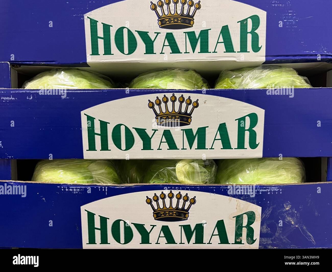 Fresh iceberg lettuce packed in branded Hoyamar cardboard crates, vegetables, storage, distribution, cardboard crates, food supply, agriculture - Smartphone Captured Stock Image