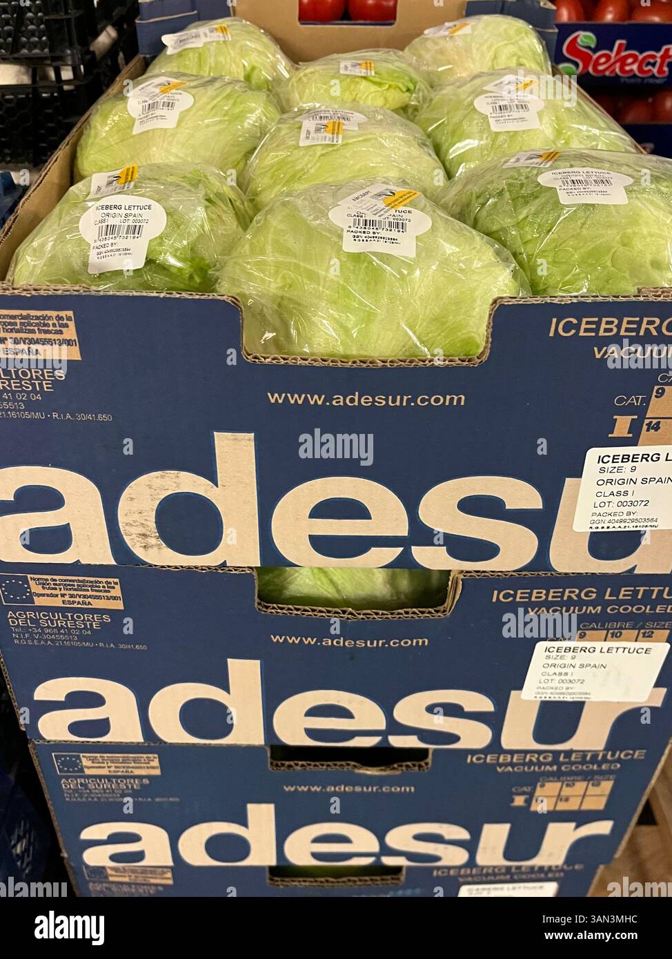 Cardboard crates with iceberg lettuce by Spanish producer Adesur, stacked for distribution, wholesale. vegetables, storage, distribution, logistics - Smartphone Captured Stock Image