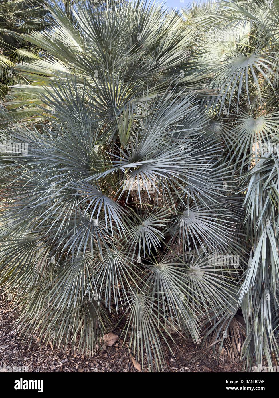 Chamaerops humilis var. argentea palm tree common name is Blue Mediterranean dwarf fan palm - Smartphone Captured Stock Image