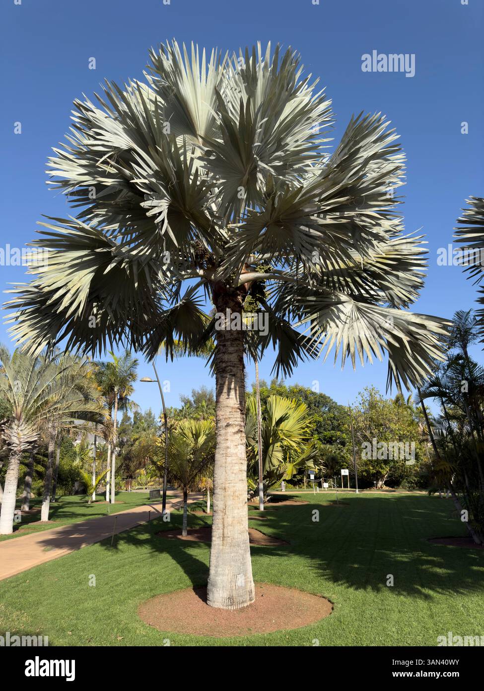 Bismarck Palm tree, latin name, Bismarckia nobilis, Arecaceae, plant, native to Madagascar - Smartphone Captured Stock Image