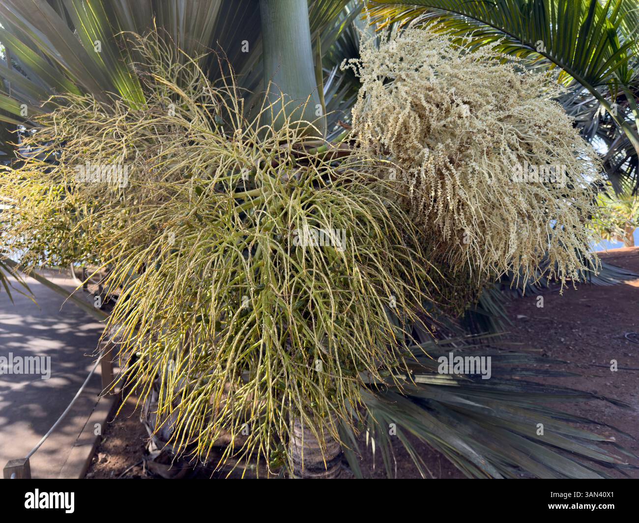 Poison palm with Latin name, Hyophorbe indica Gaertn native to Reunion Island - Smartphone Captured Stock Image