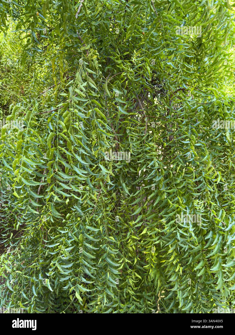 Leaves of the Neem plant with latin name, Azadirachta indica is a natural insecticide - Smartphone Captured Stock Image
