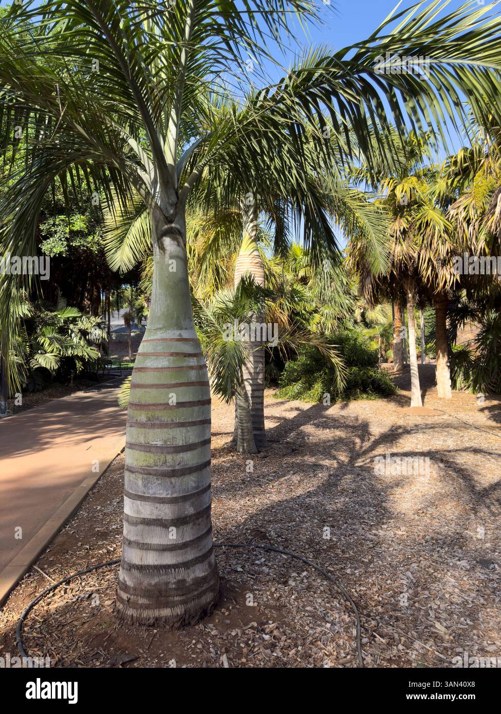 Belly palm tree, latin name, Pseudophoenix vinifera - Smartphone Captured Stock Image