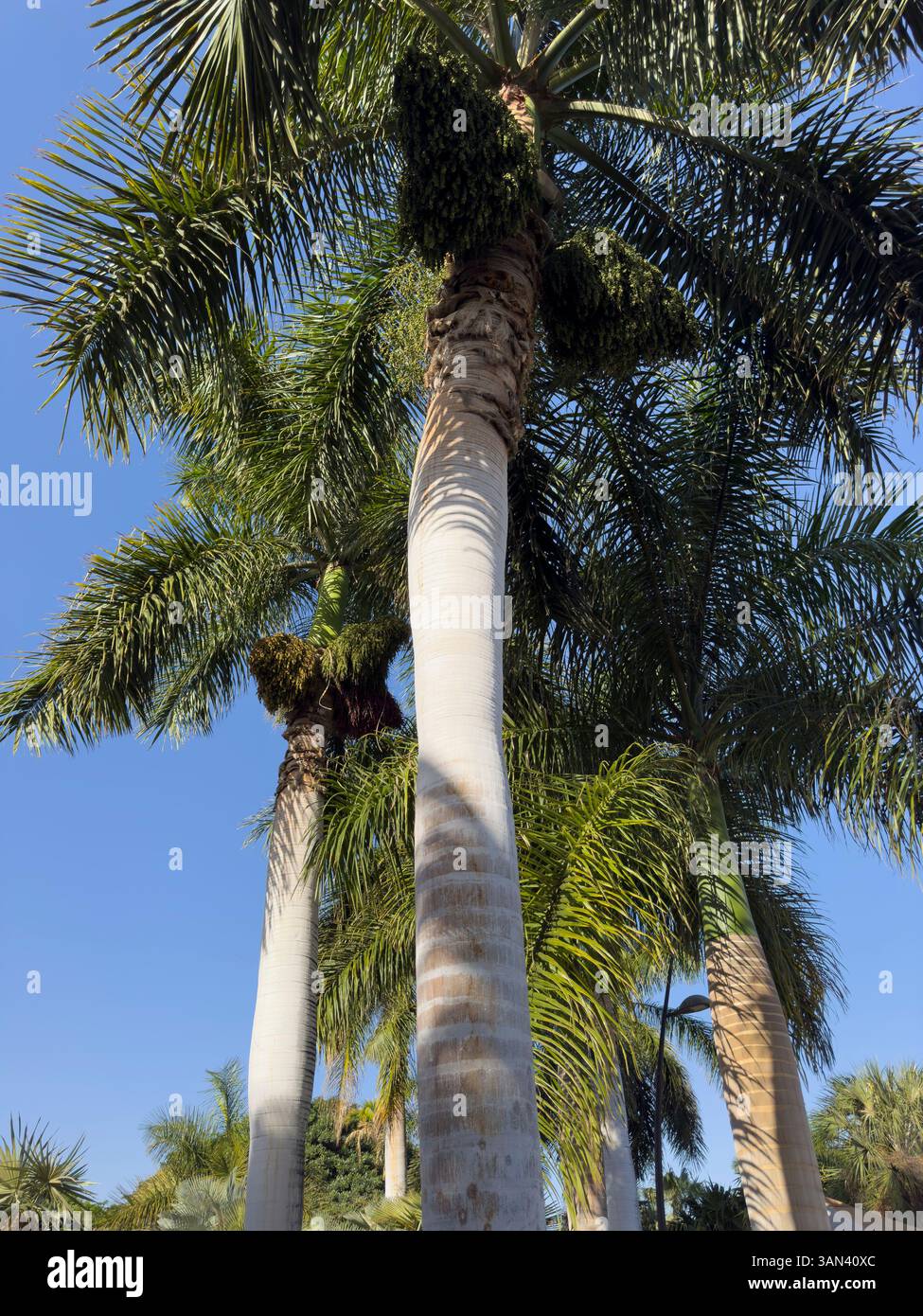 Cuban royal palm tree in the Palmatum, Tenerife, Spain, latin name, Roystonea regia - Smartphone Captured Stock Image