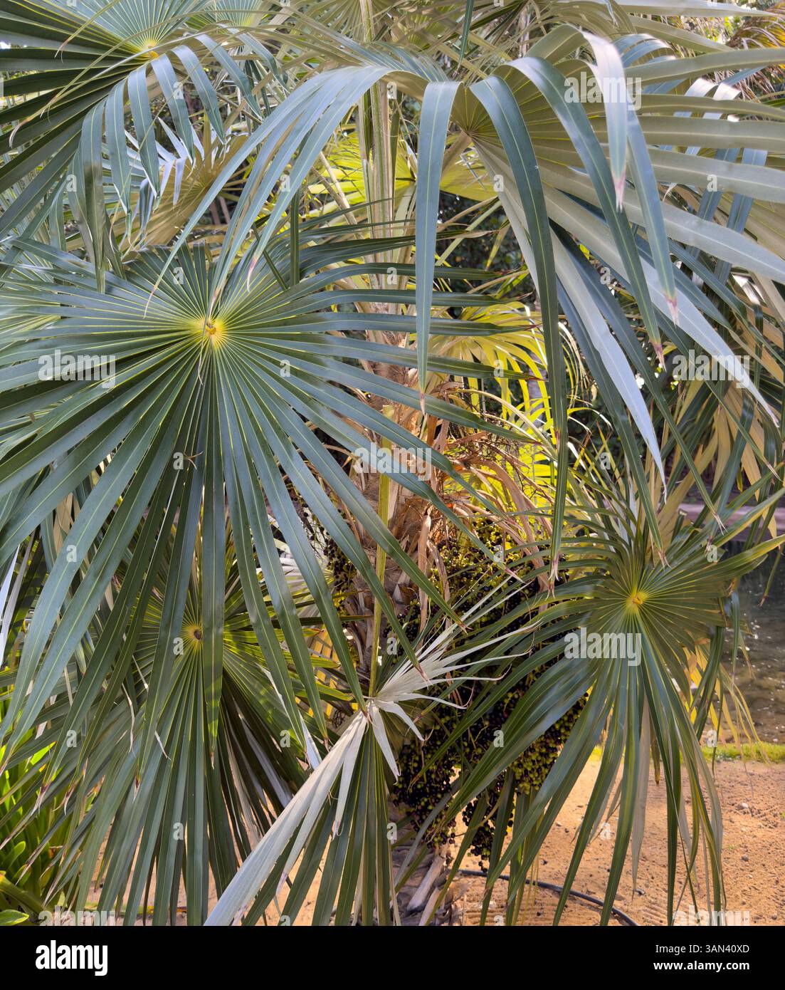 The Cuban Silver Palm Tree with latin name, Coccothrinax, litoralis - Smartphone Captured Stock Image