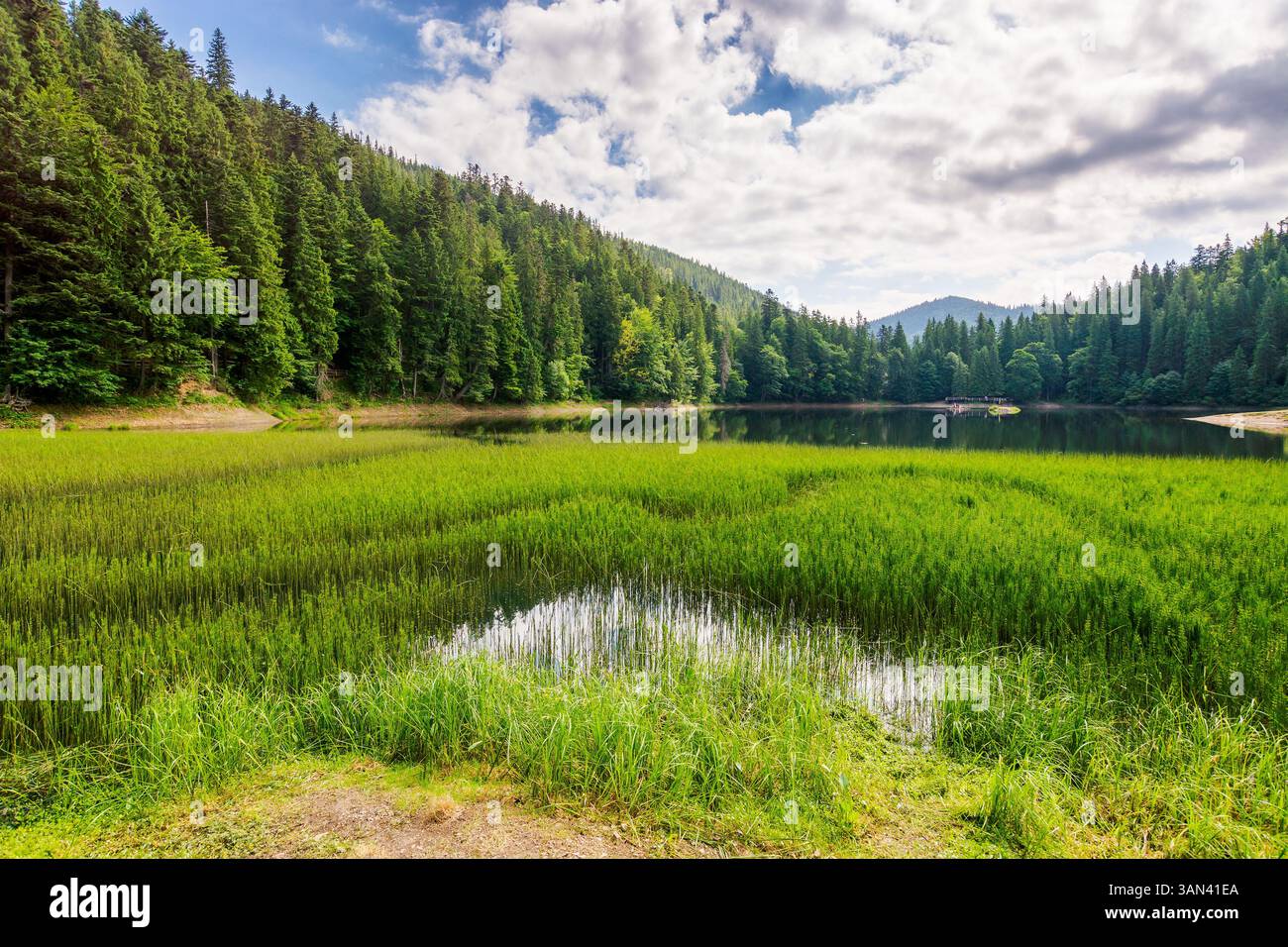 landscape by the lake synevyr on a cloudy forenoon. scenic view of popular travel destination. coniferous trees near the lake shore and forested carpa Stock Photo