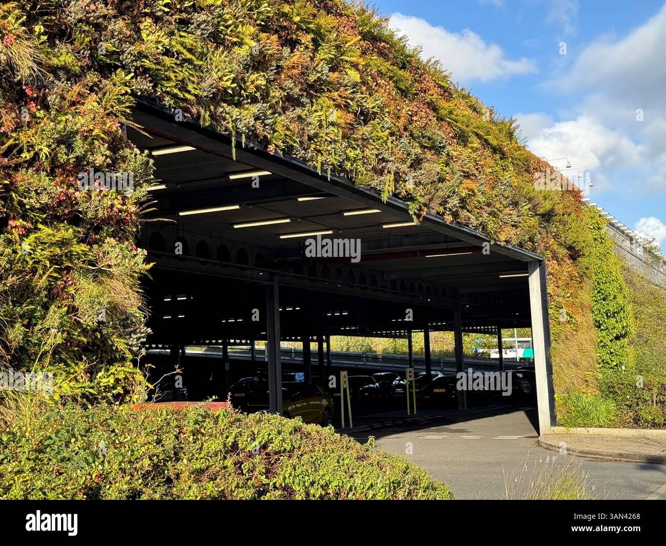 Green or living wall of plants on the outside of shopping mall car parking area, England - Smartphone Captured Stock Image