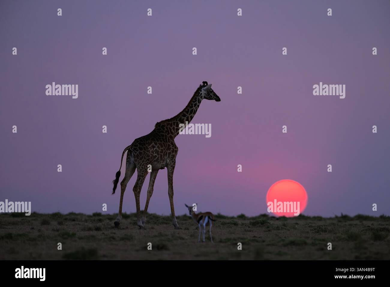 Giraffe and gazelle at sunset hi-res stock photography and images - Alamy