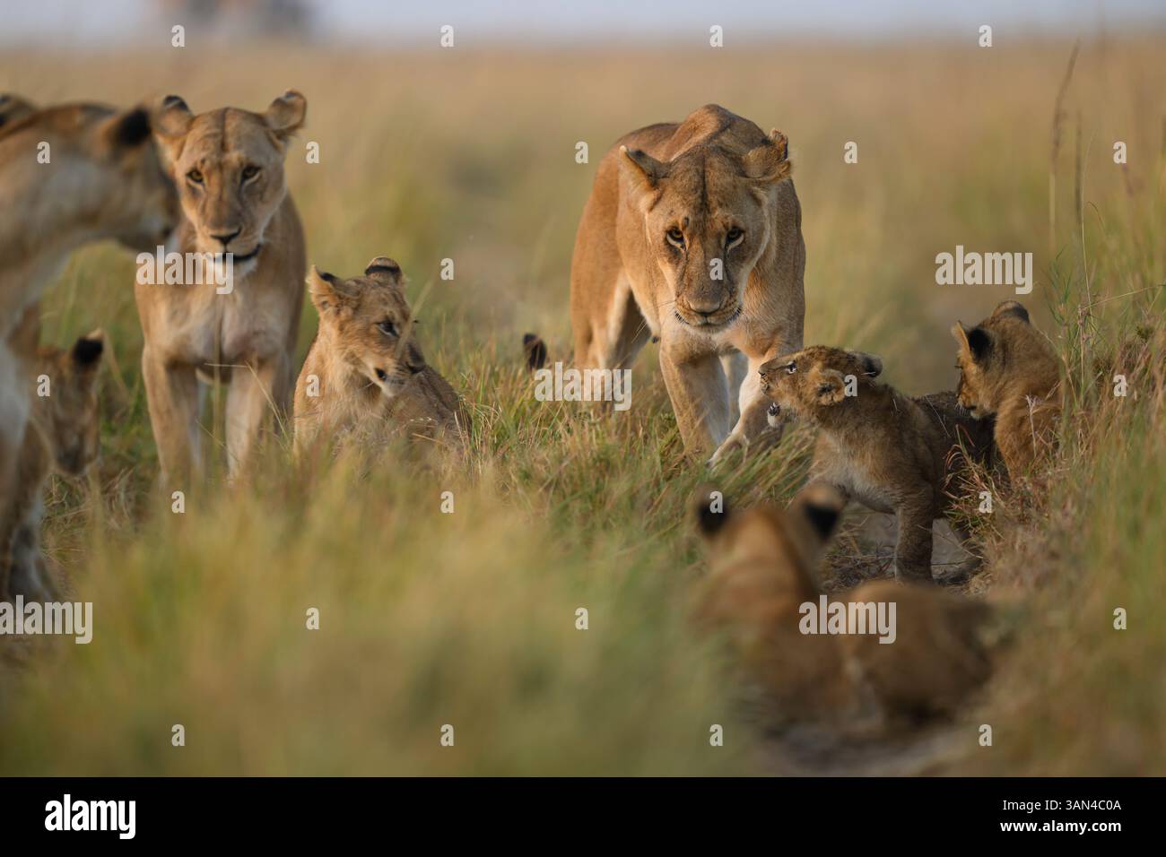 Rongai lion pride - lionesses and cubs, Masai Mara, Kenya Stock Photo