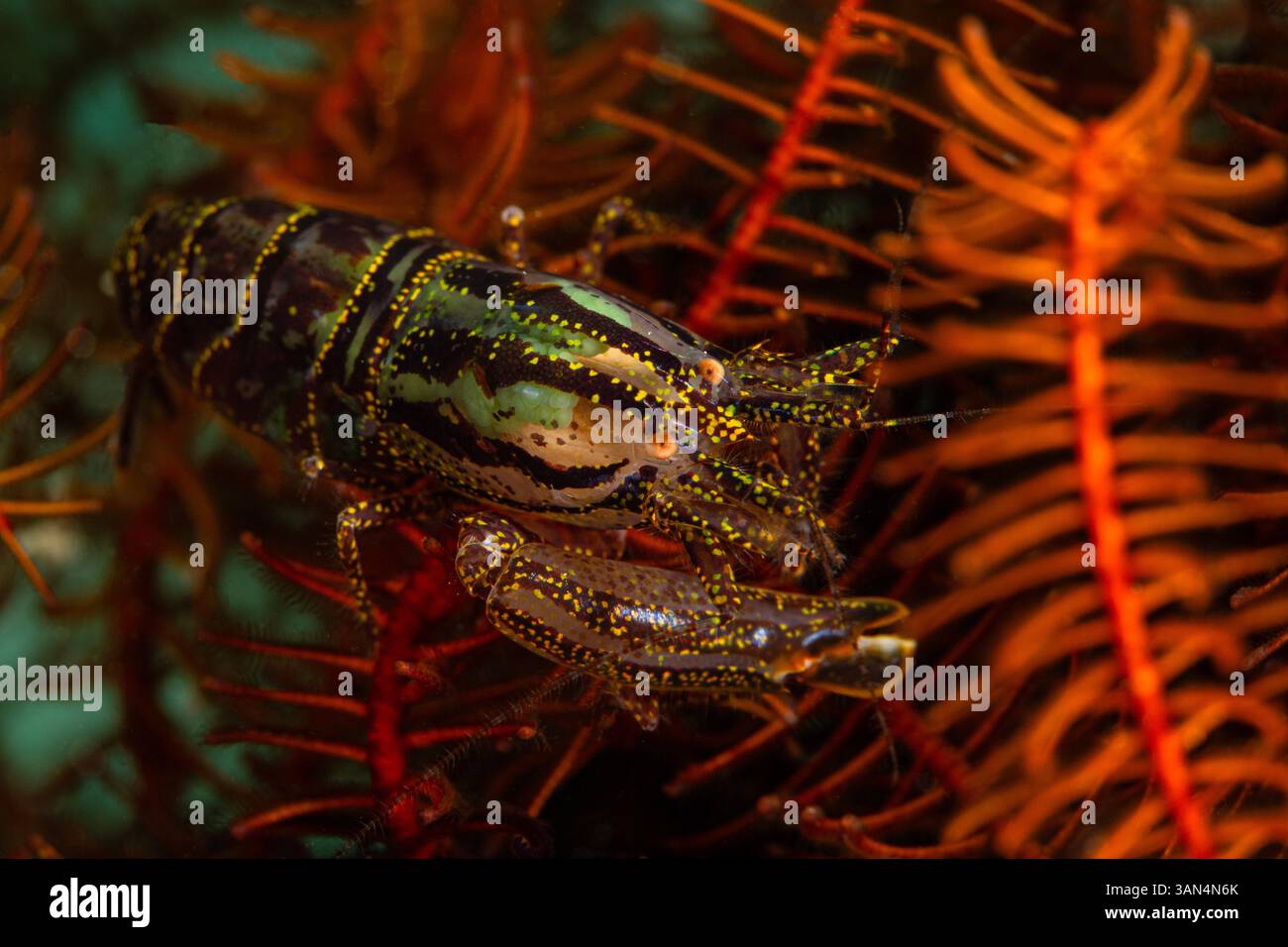 Crinoid Snapping Shrimp (Synalpheus stimpsoni) lives underneath ...