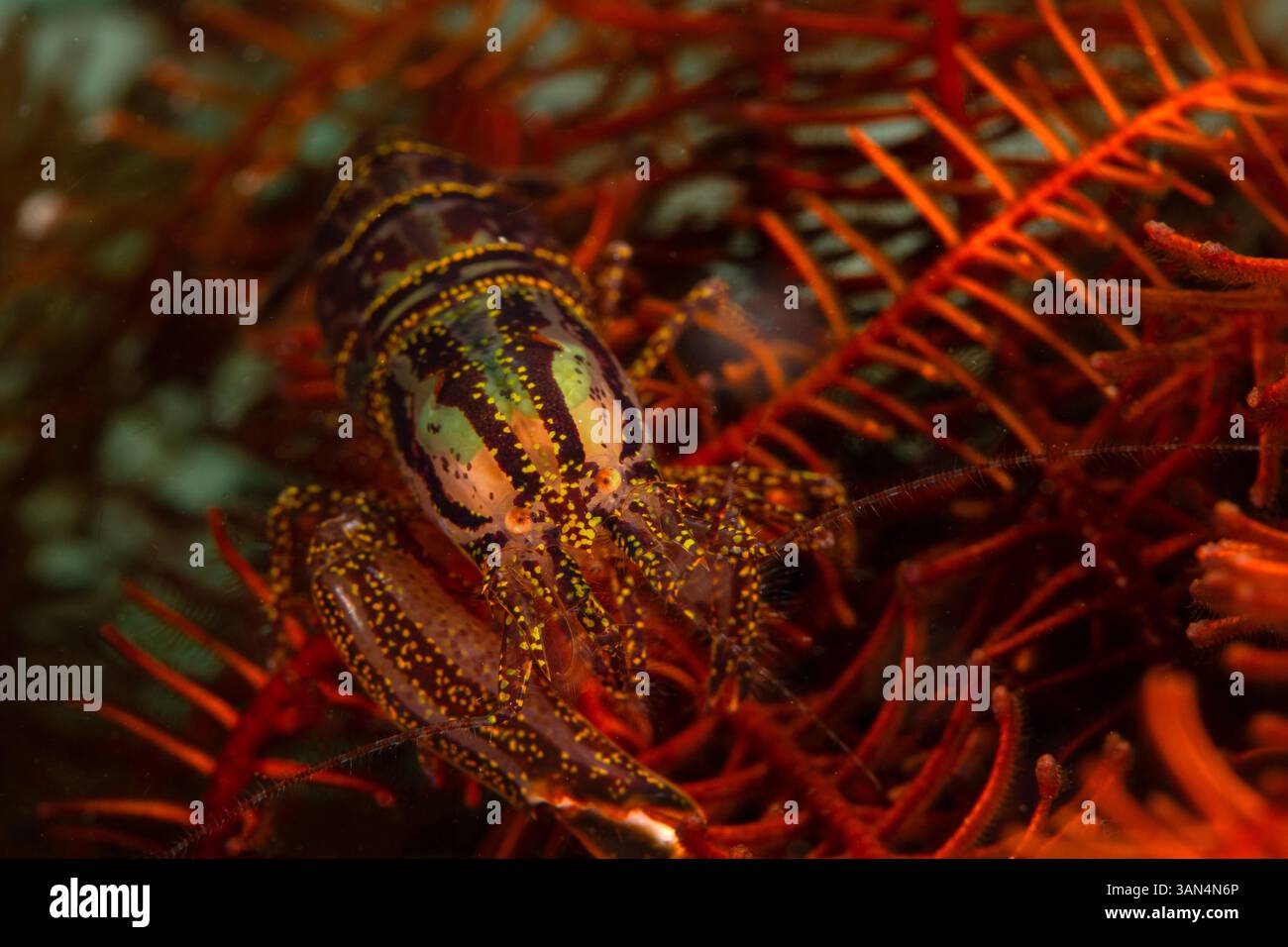 Crinoid Snapping Shrimp (Synalpheus stimpsoni) lives underneath ...