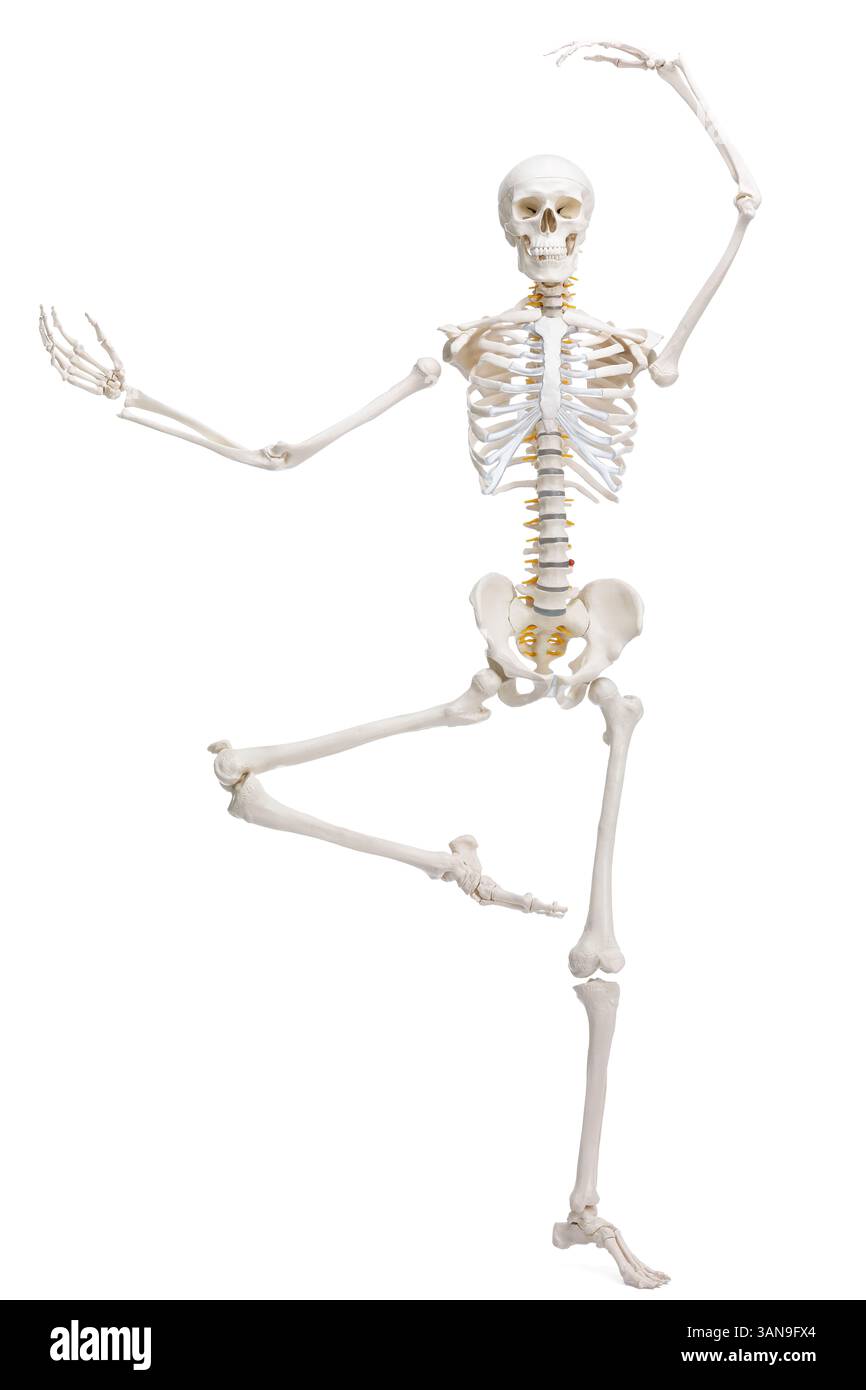 Artificial human skeleton model isolated on white Stock Photo - Alamy