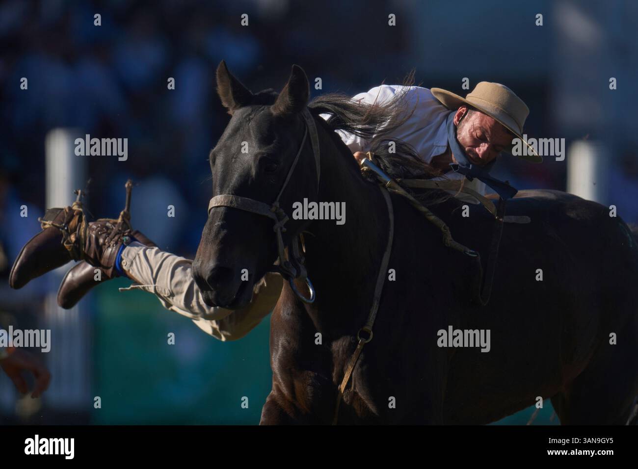 A gaucho, or South American cowboy, rides a horse during the Criolla ...