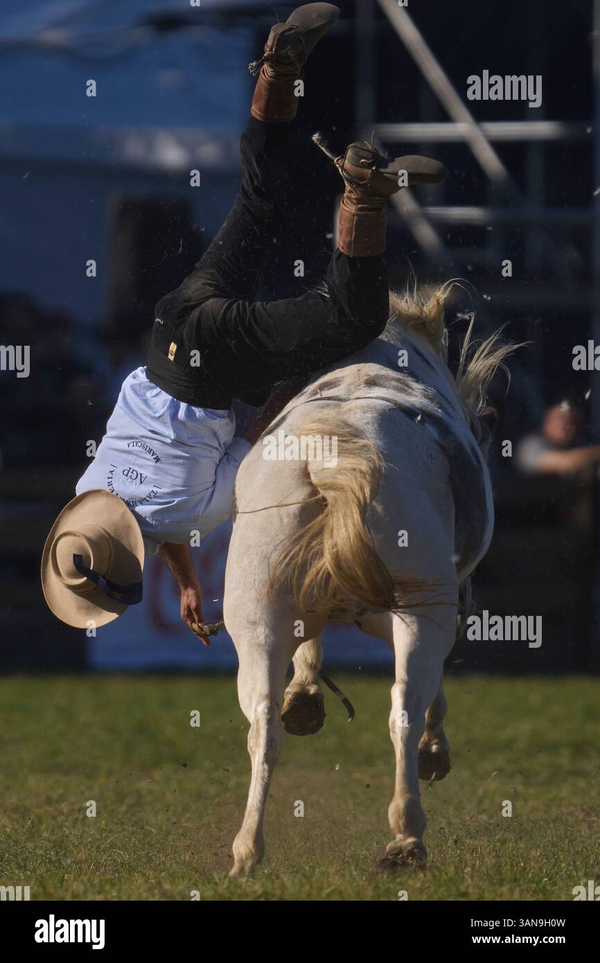 A gaucho, or South American cowboy, rides a horse during the Criolla ...