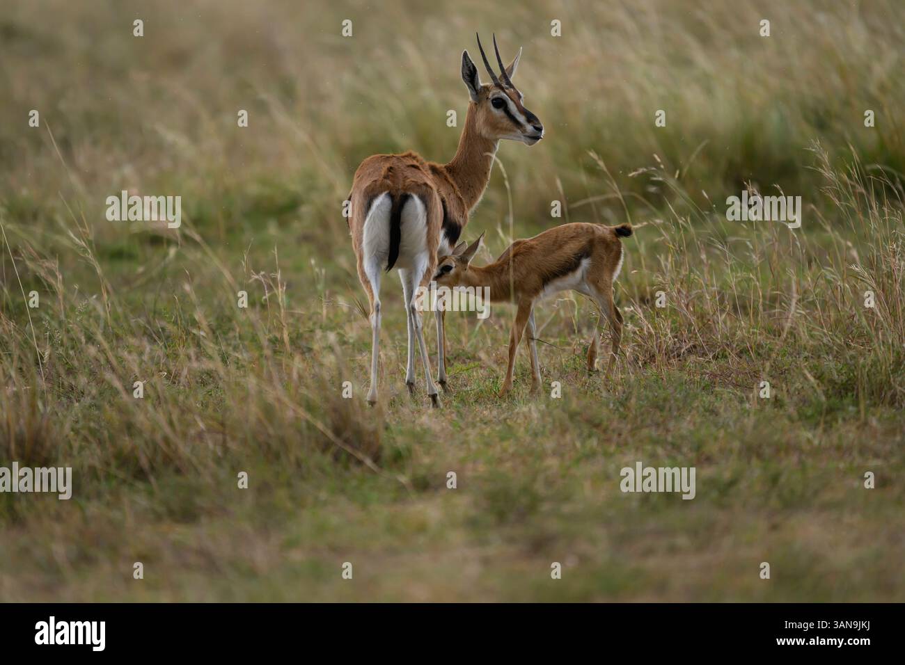 Baby Thomson's gazelle nursing, Masai Mara Reserve, Kenya Stock Photo ...
