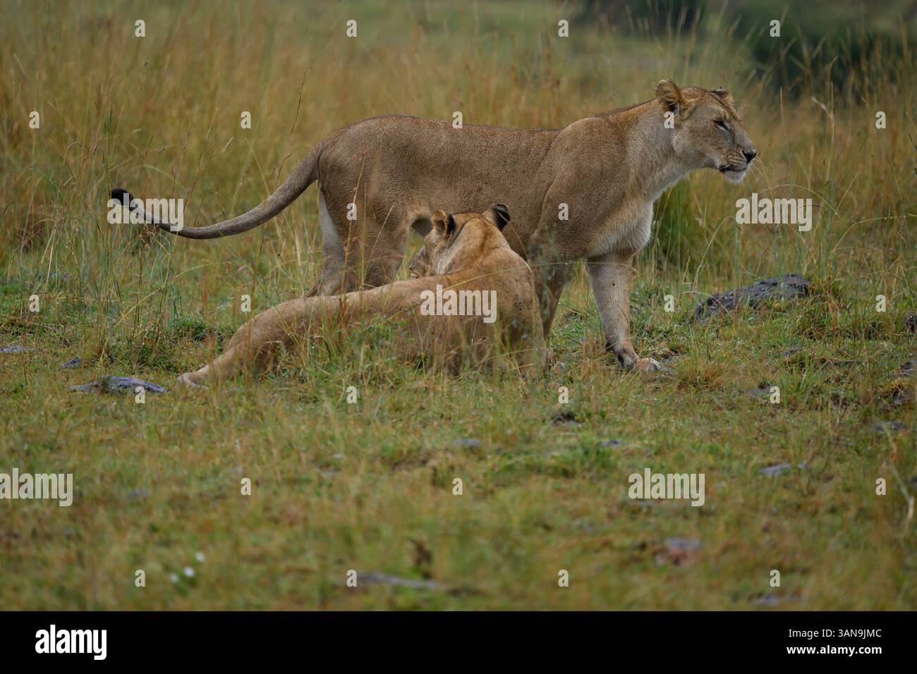 Two lionesses resting on the savannah, Masai Mara Reserve, Kenya Stock ...