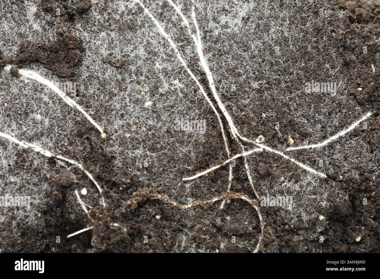 Soil with roots and white mold, top view Stock Photo - Alamy