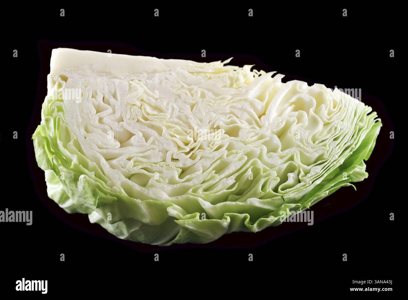Cut quarter of fresh cabbage straight from the vegetable garden Stock ...