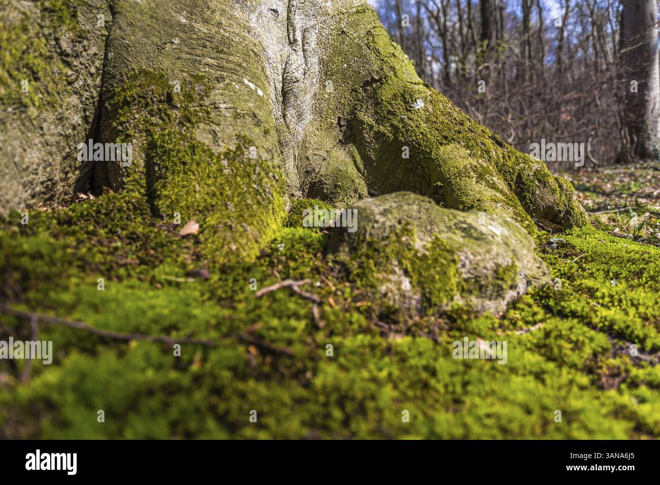 Coastal forest blooms in spring hi-res stock photography and images - Alamy